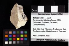 Foto (Objket + Etiketten) von Cracensigillatus acutirostrus (Moericke, 1889) 